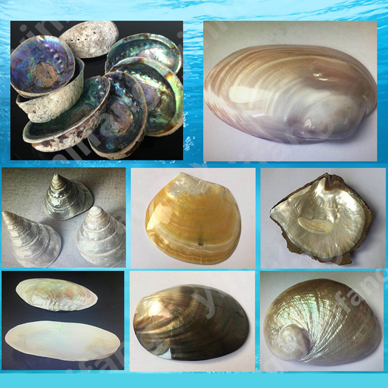 Müzik Aletleri İçin Abalone Le - Musical Instrument Names incelemesi ve fiyatı
